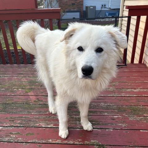 Enlarge Great White, a Adoptable Great Pyrenees in Staten Island, NY image 1/6