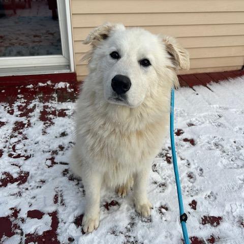 Enlarge Great White, a Adoptable Great Pyrenees in Staten Island, NY image 2/6