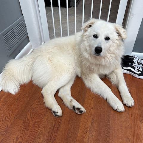 Enlarge Great White, a Adoptable Great Pyrenees in Staten Island, NY image 3/6