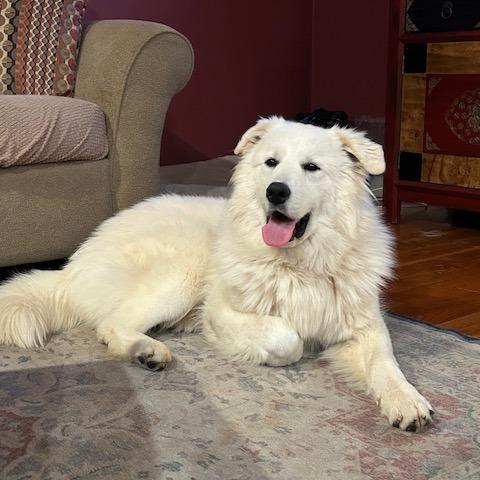 Enlarge Great White, a Adoptable Great Pyrenees in Staten Island, NY image 4/6