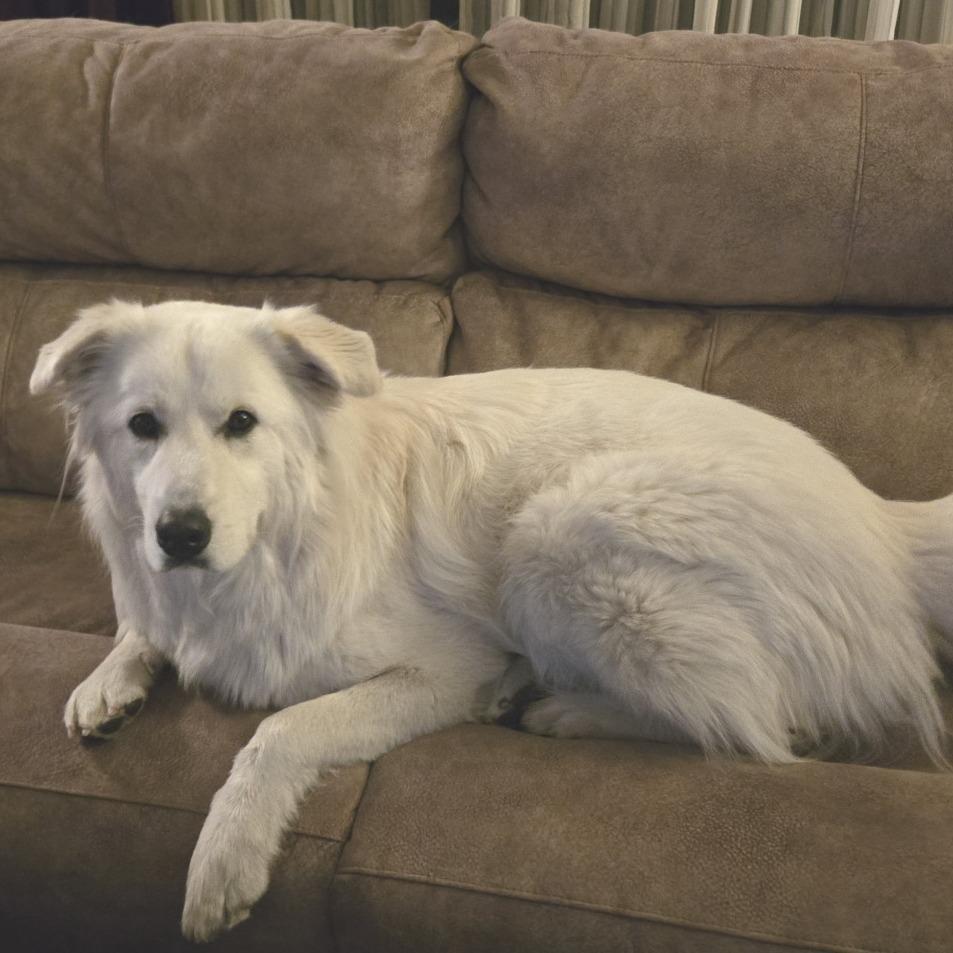 Enlarge Great White, a Adoptable Great Pyrenees in Staten Island, NY image 5/6