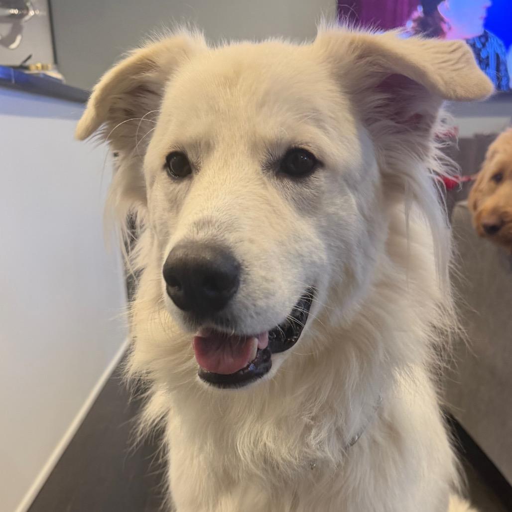 Enlarge Great White, a Adoptable Great Pyrenees in Staten Island, NY image 5/6