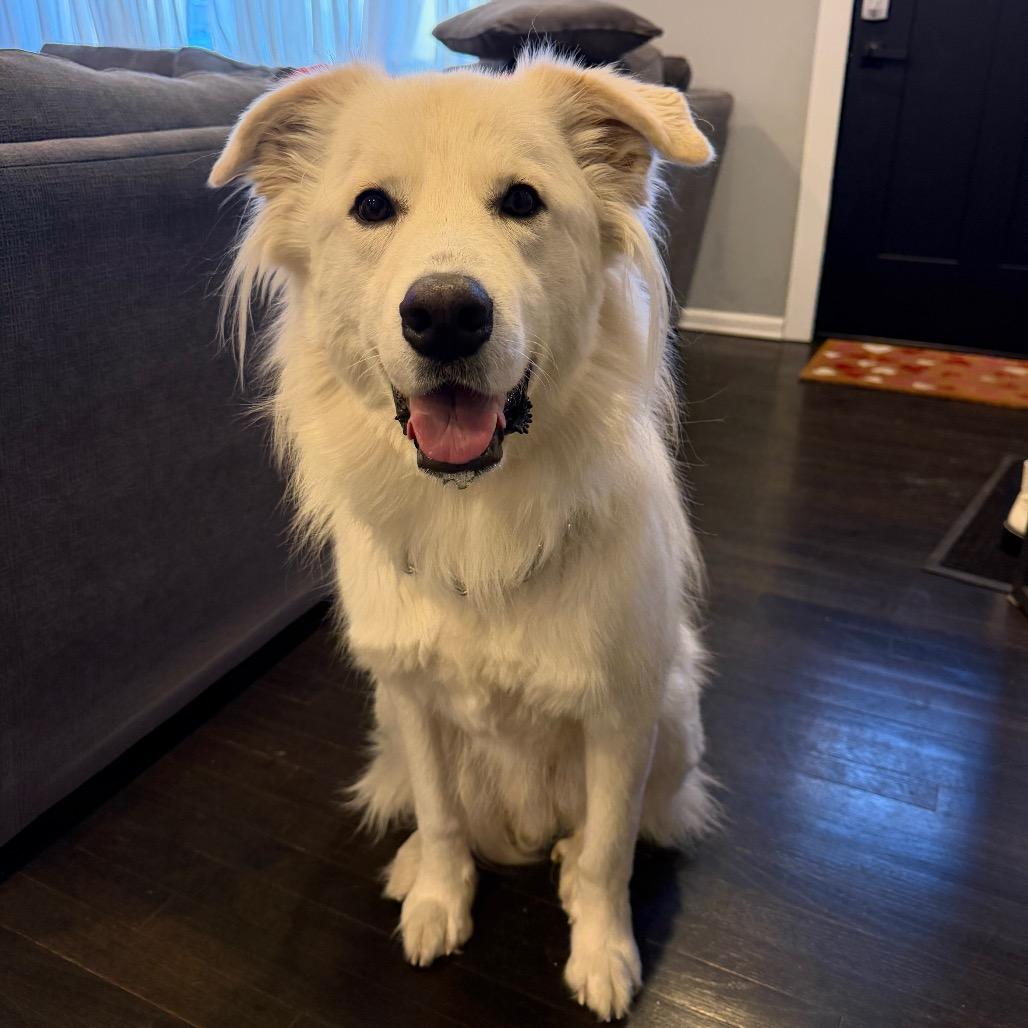 Enlarge Great White, a Adoptable Great Pyrenees in Staten Island, NY image 6/6