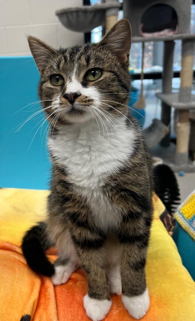 Benjamin / AC 27316 C, Adoptable, Young Male Domestic Short Hair.