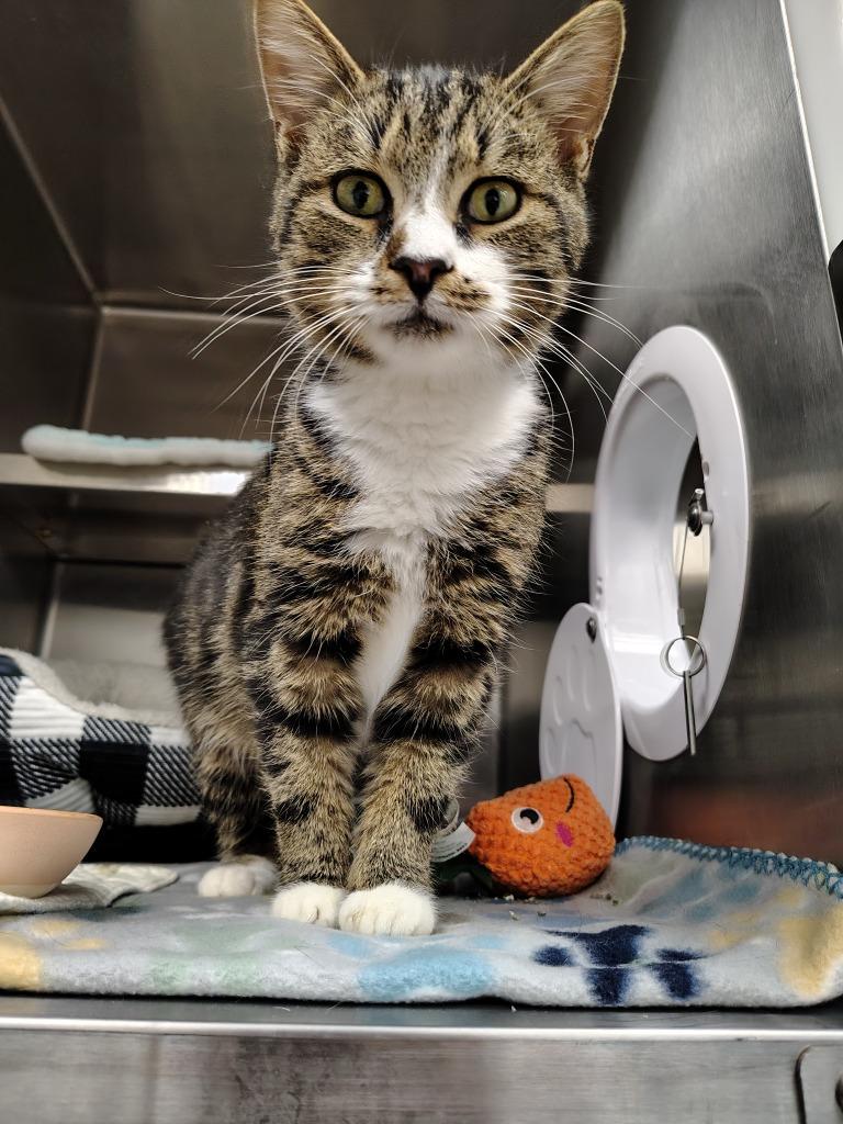 Benjamin / AC 27316 C, a Adoptable mixed breed in Greeneville, TN image 2/2