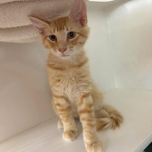 Croc, Adoptable, Kitten Male Domestic Short Hair.
