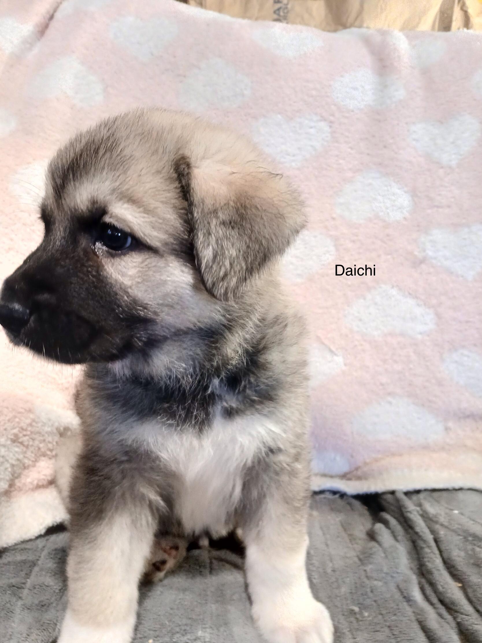 Daichi, adoptable, Puppy Male German Shepherd Dog & Great Pyrenees.