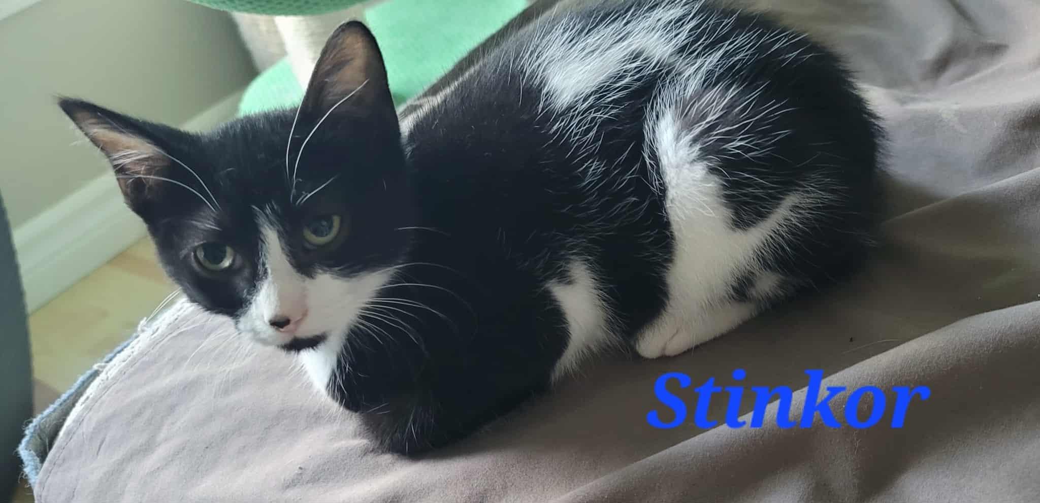 Enlarge Stinkor, a Adoptable Domestic Short Hair in Kitchener, ON image 3/3