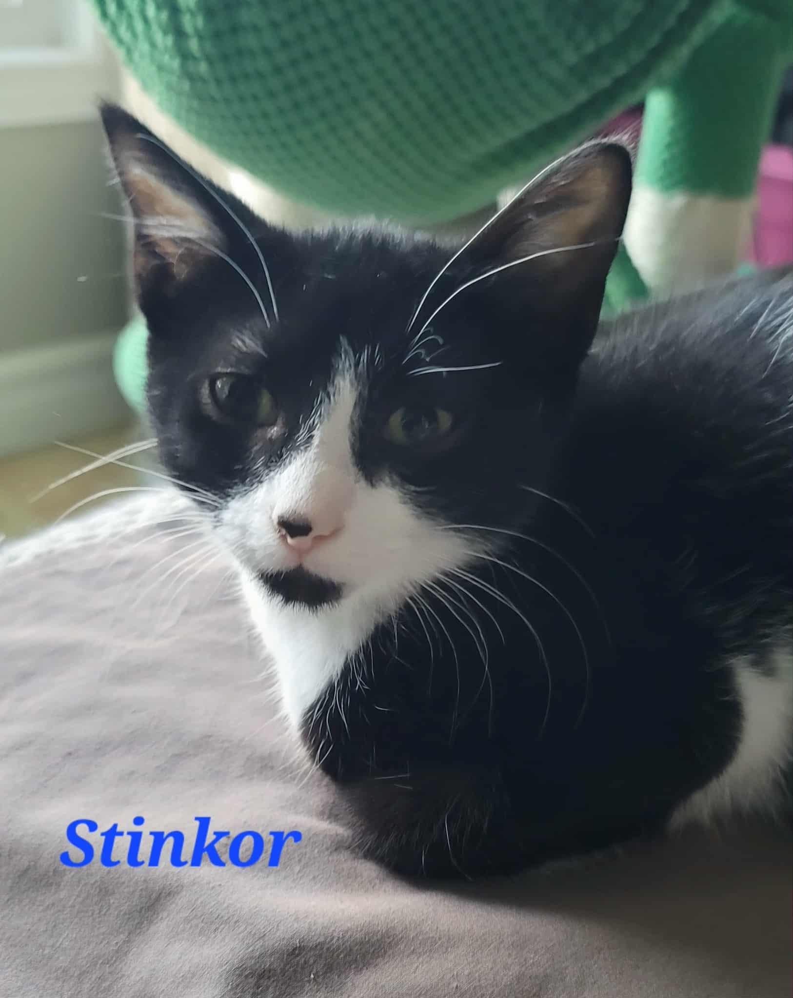 Stinkor, Adoptable, Kitten Male Domestic Short Hair.
