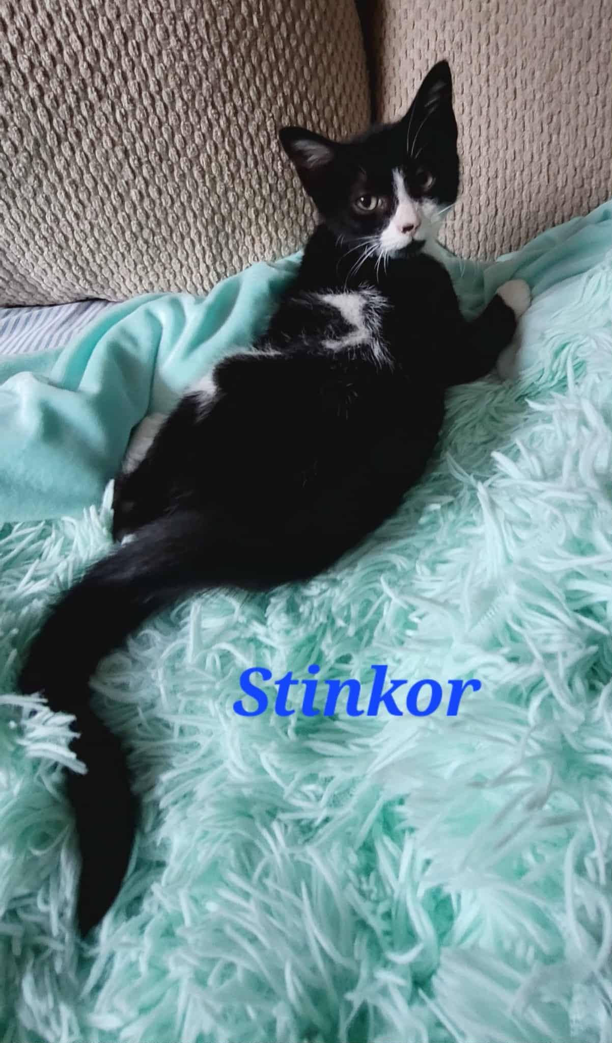 Enlarge Stinkor, a Adoptable Domestic Short Hair in Kitchener, ON image 2/3