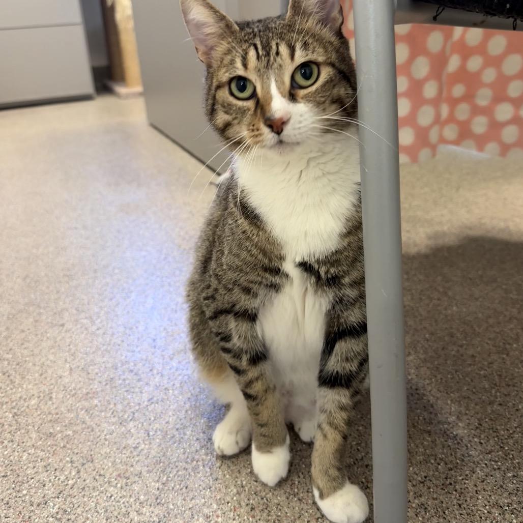 Enlarge Jane, a Adoptable Domestic Short Hair in Sarasota, FL image 3/6