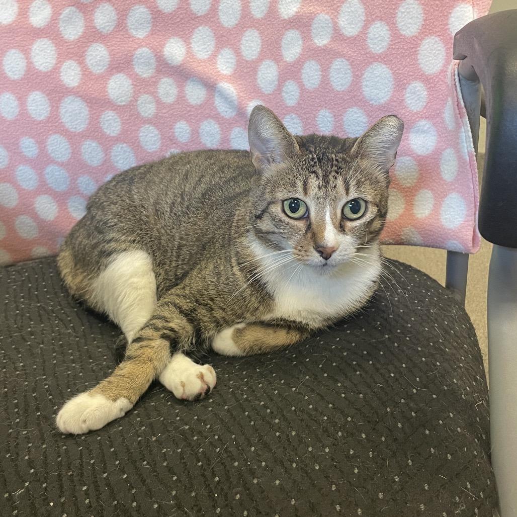 Enlarge Jane, a Adoptable Domestic Short Hair in Sarasota, FL image 4/6