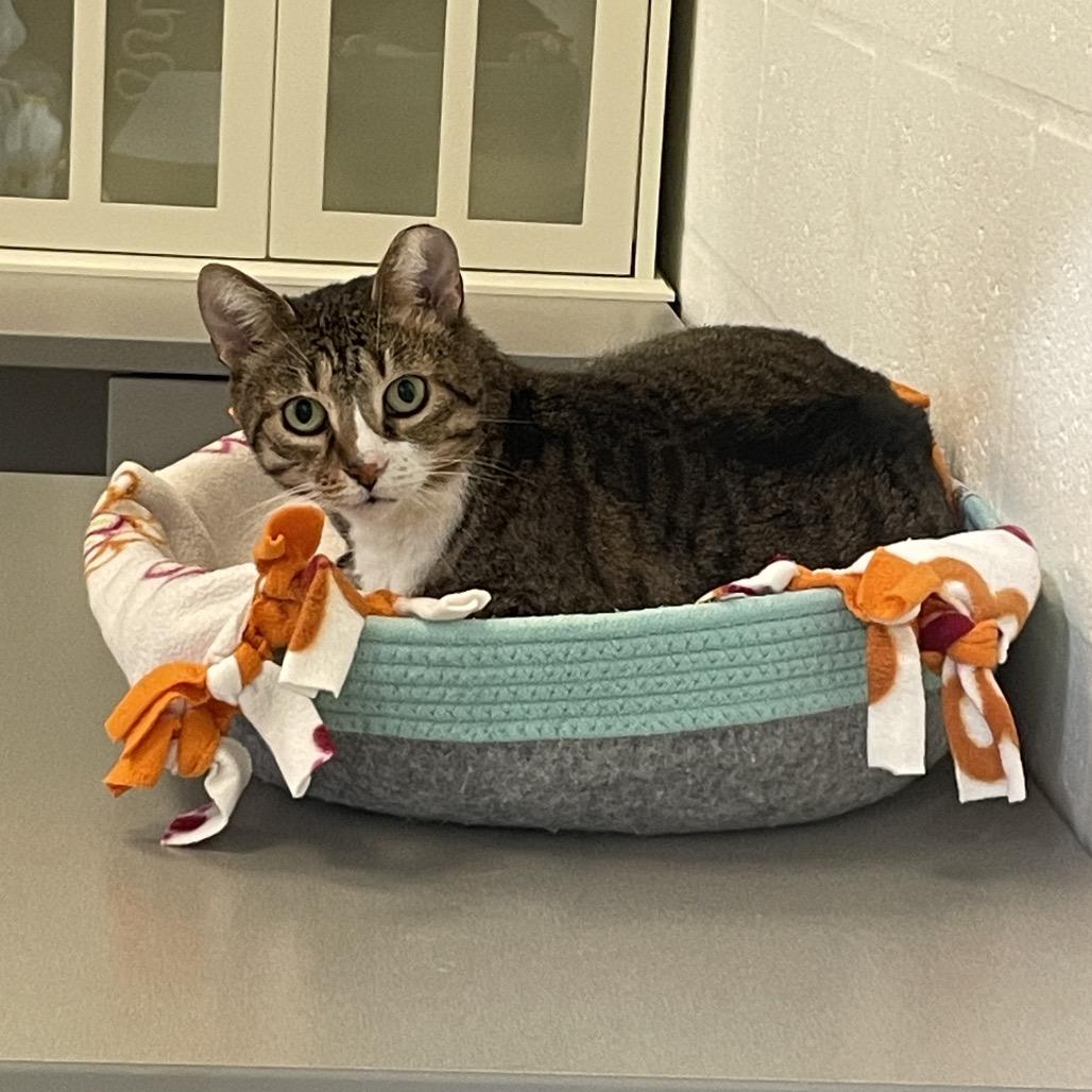 Enlarge Jane, a Adoptable Domestic Short Hair in Sarasota, FL image 5/6