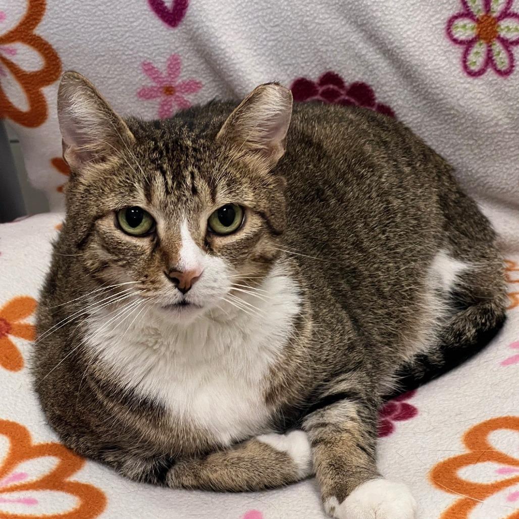 Enlarge Jane, a Adoptable Domestic Short Hair in Sarasota, FL image 6/6