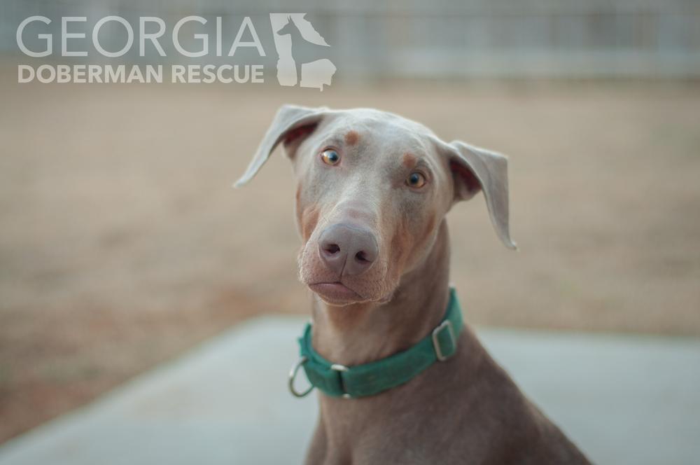 Milo, Adoptable, Young Male Doberman Pinscher.