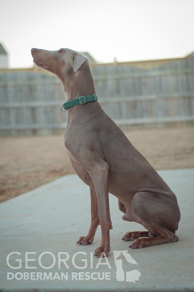 Milo, a Adoptable Doberman Pinscher in Douglasville, GA image 2/5