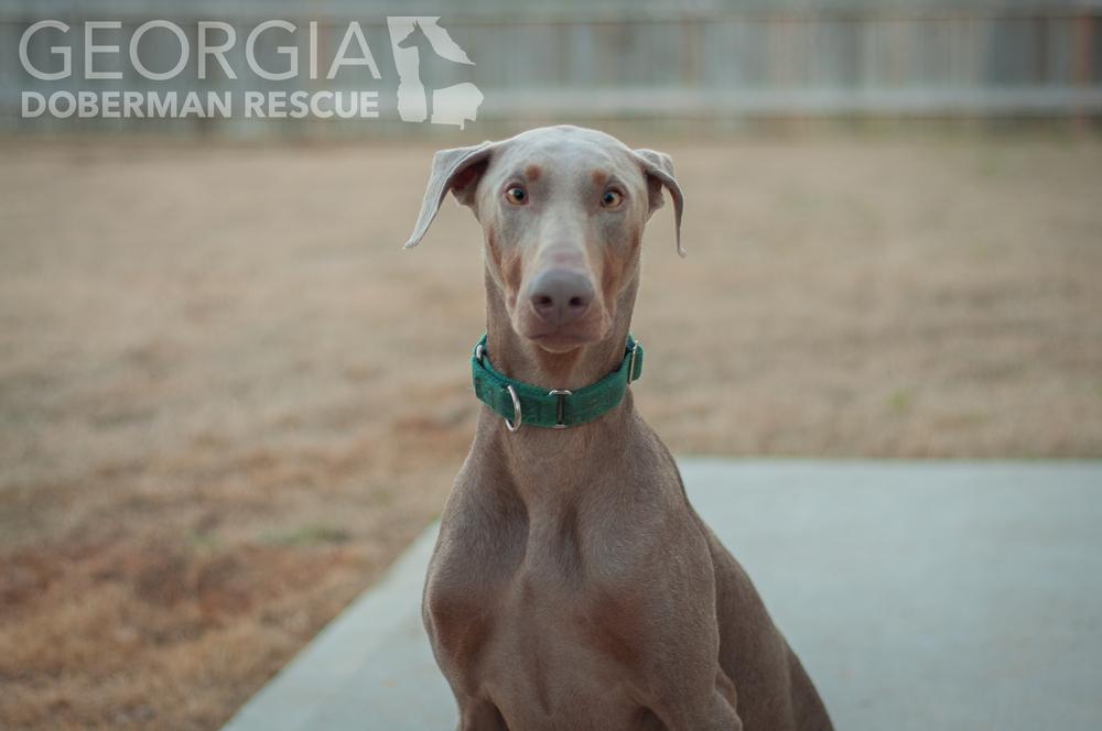 Milo, a Adoptable Doberman Pinscher in Douglasville, GA image 3/5