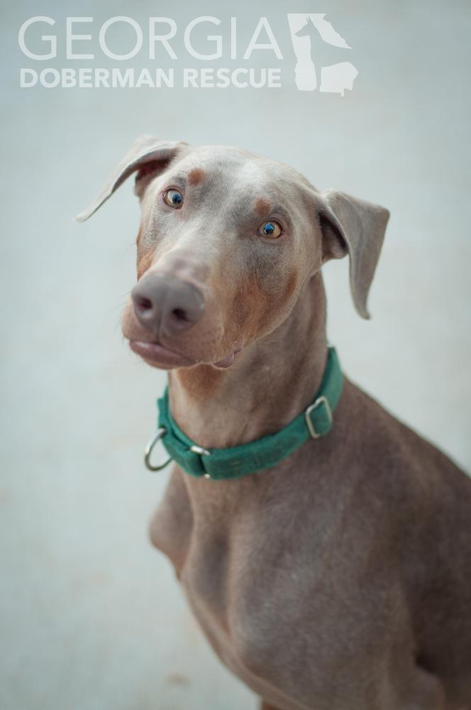 Milo, a Adoptable Doberman Pinscher in Douglasville, GA image 5/5