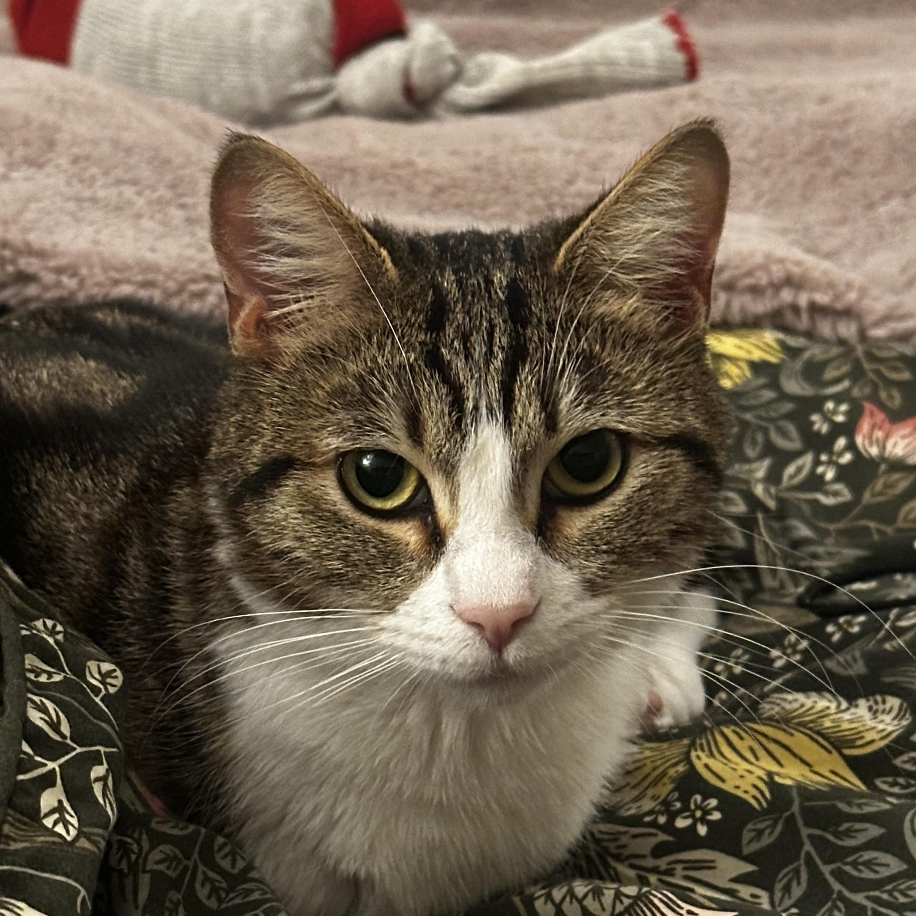 Enlarge Miss Kitty, a ADOPTABLE Tabby in BURNABY, BC image 1/1
