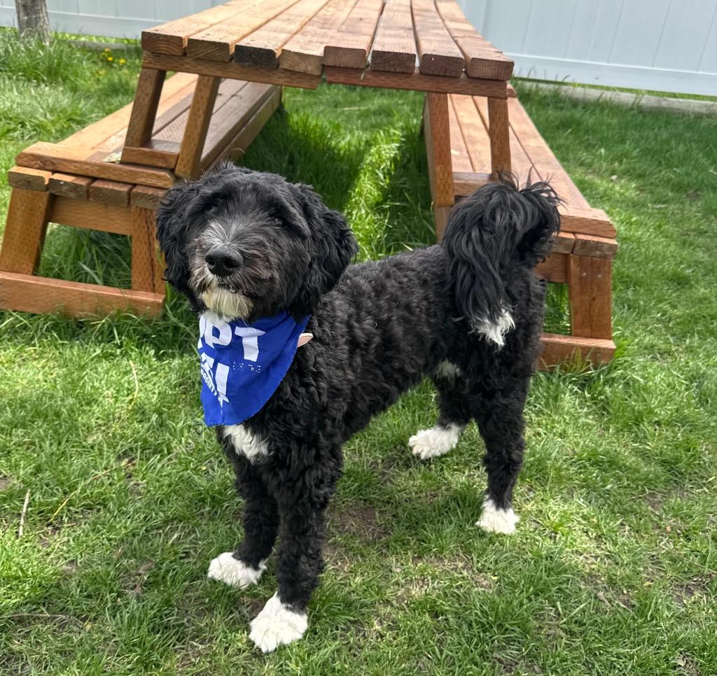Enlarge Maisey, a Adopted mixed breed in Logan, UT image 1/1