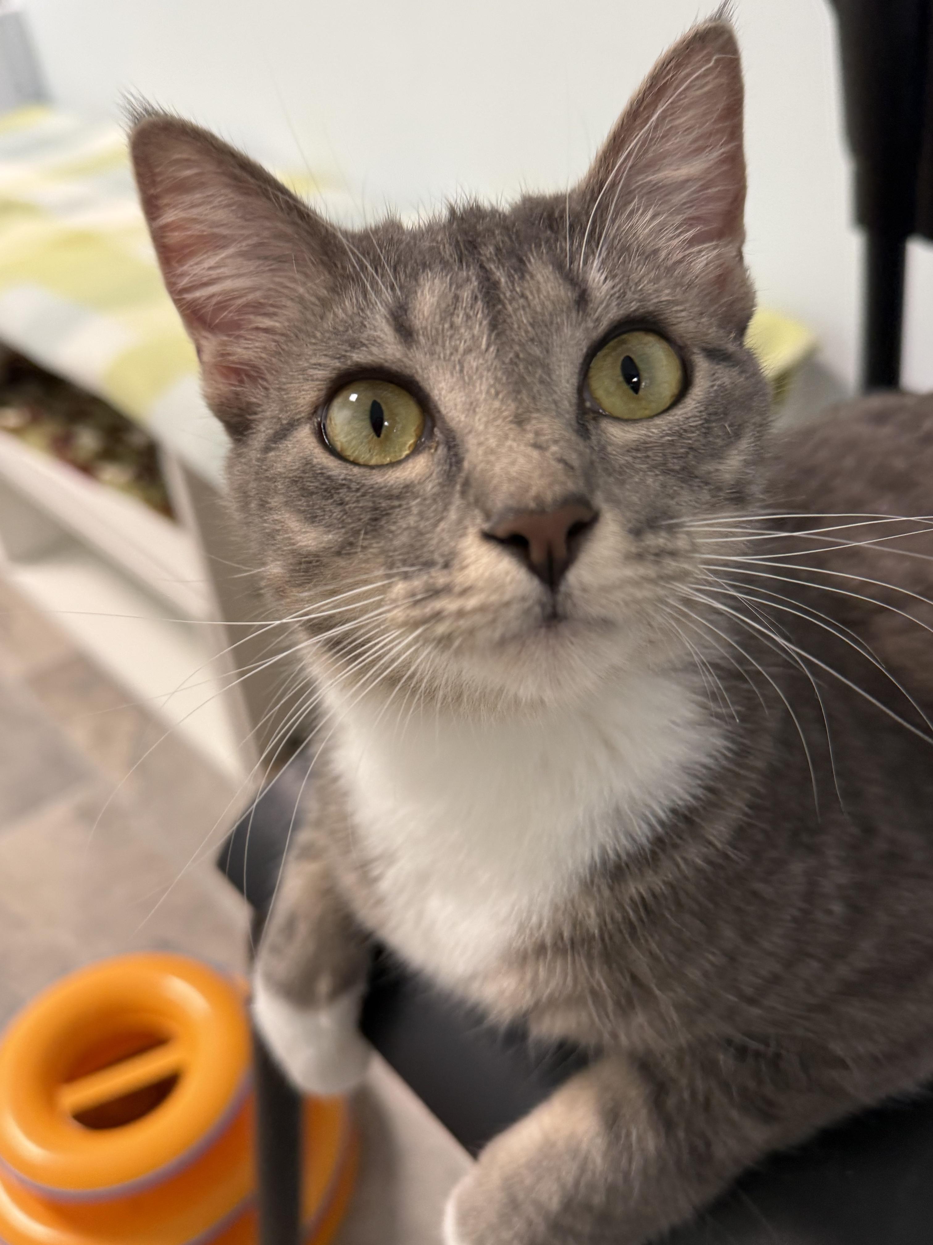Jazzy - ADOPTION PENDING, adopted, Young Female Domestic Short Hair.