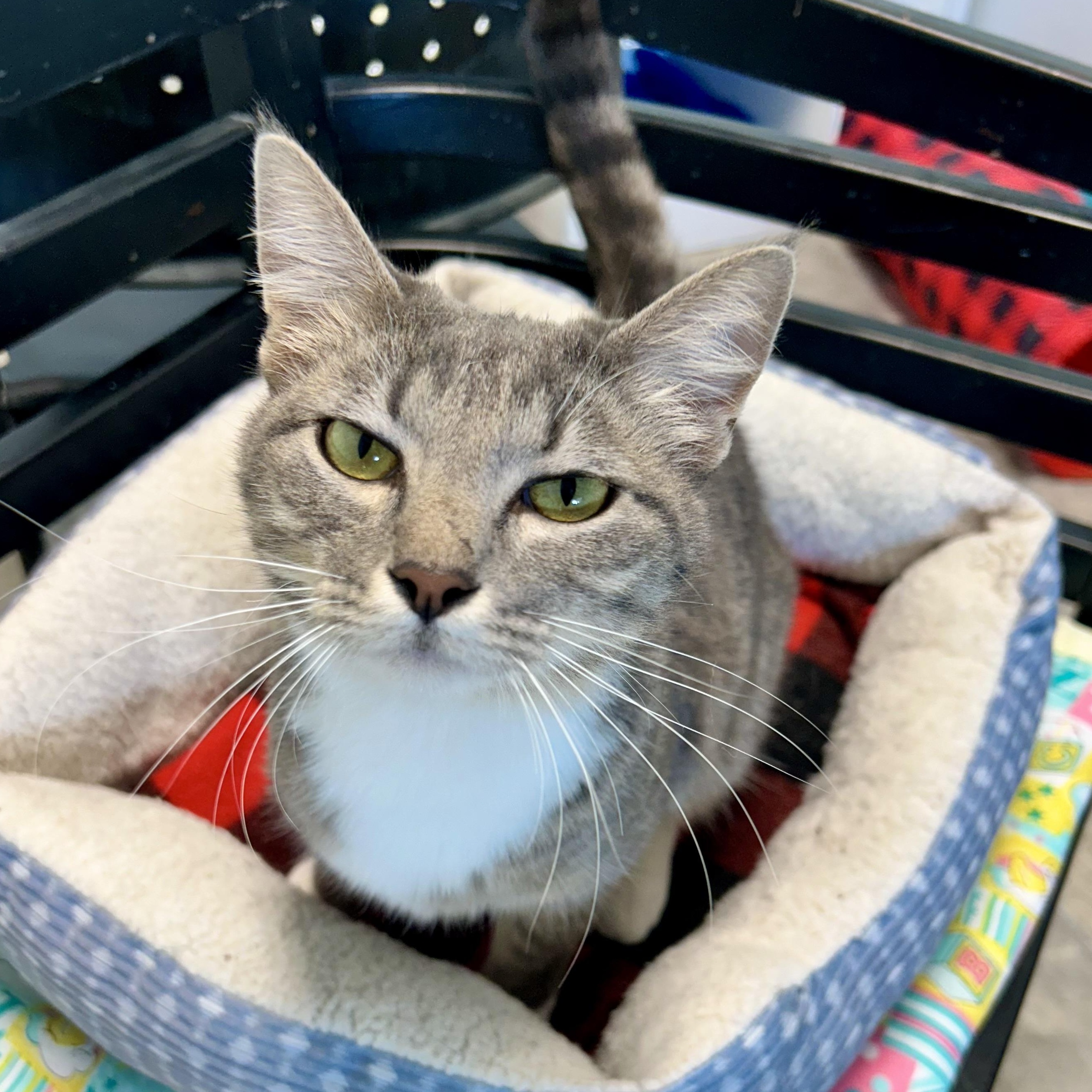 Jazzy - ADOPTION PENDING, an adopted Domestic Short Hair in Grand Rapids, MI image 3/6