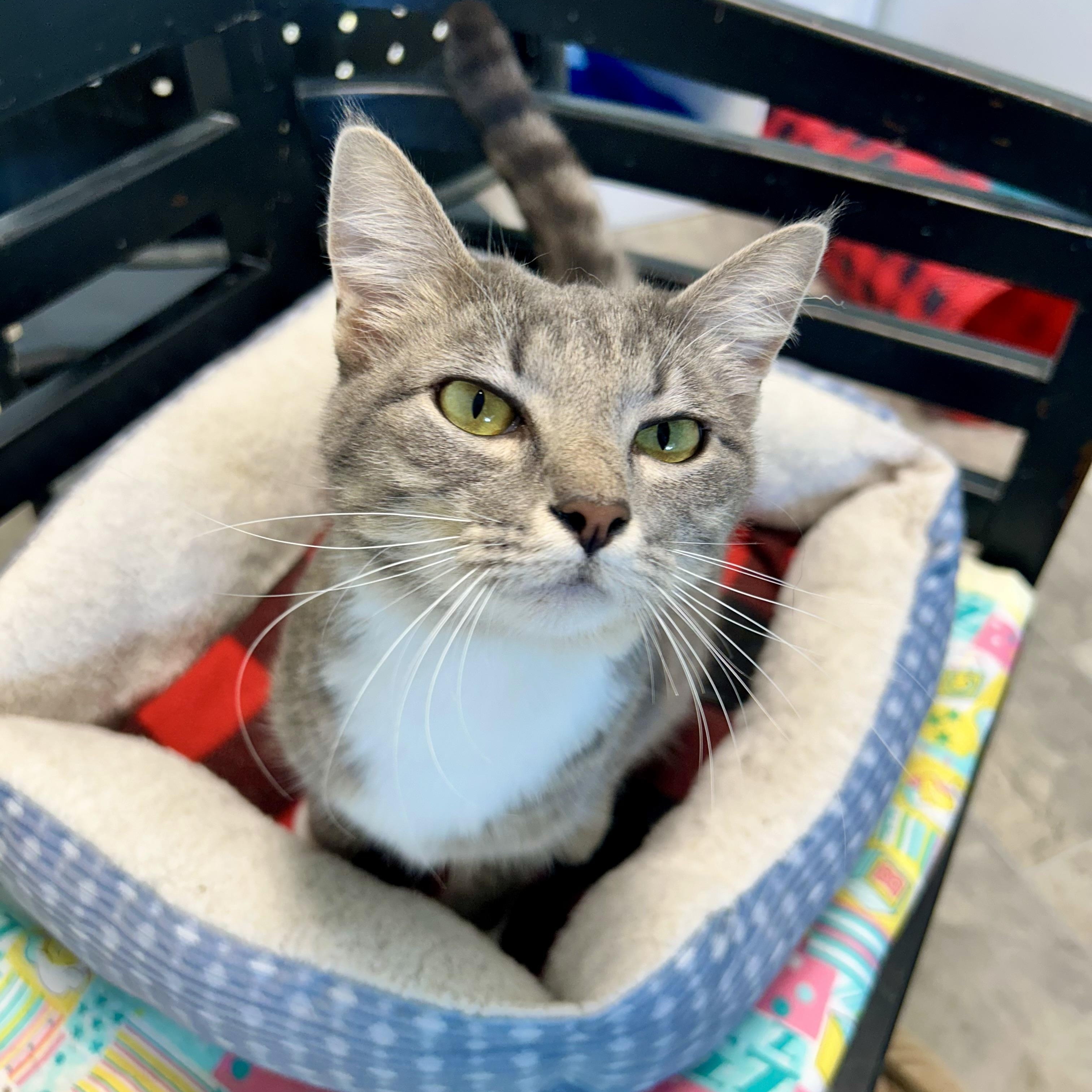 Jazzy - ADOPTION PENDING, an adopted Domestic Short Hair in Grand Rapids, MI image 5/6
