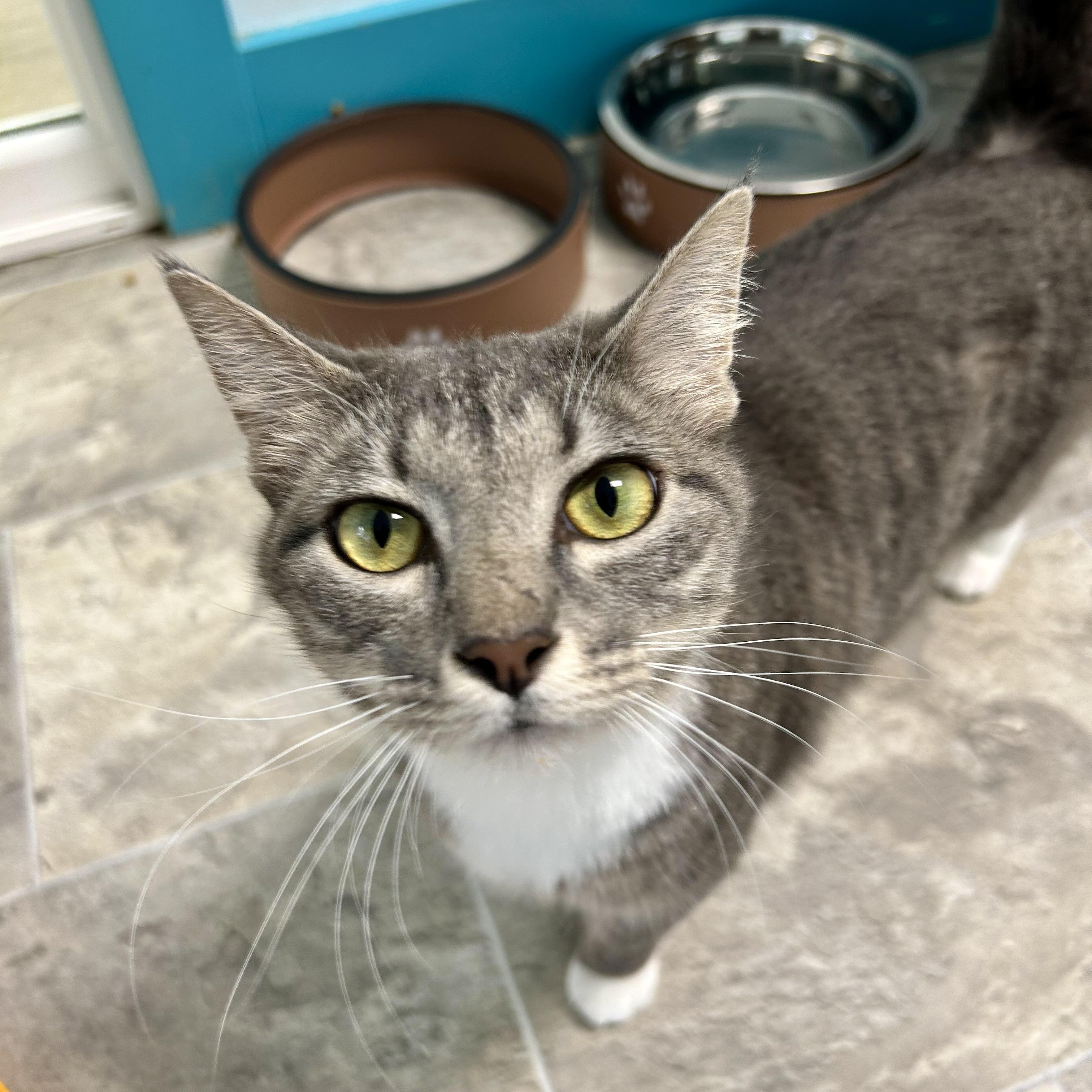 Jazzy - ADOPTION PENDING, an adopted Domestic Short Hair in Grand Rapids, MI image 2/6