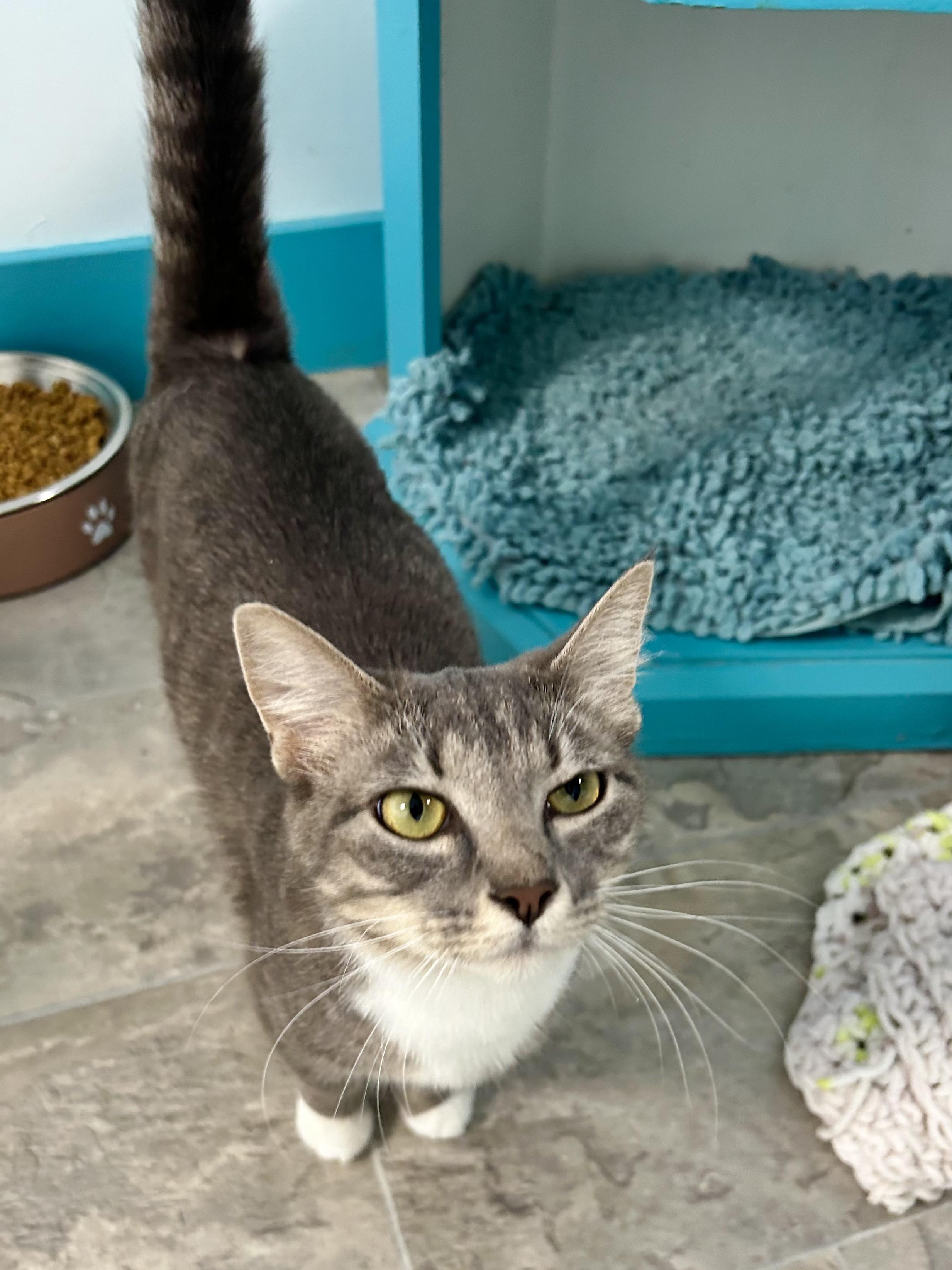 Jazzy - ADOPTION PENDING, an adopted Domestic Short Hair in Grand Rapids, MI image 4/6