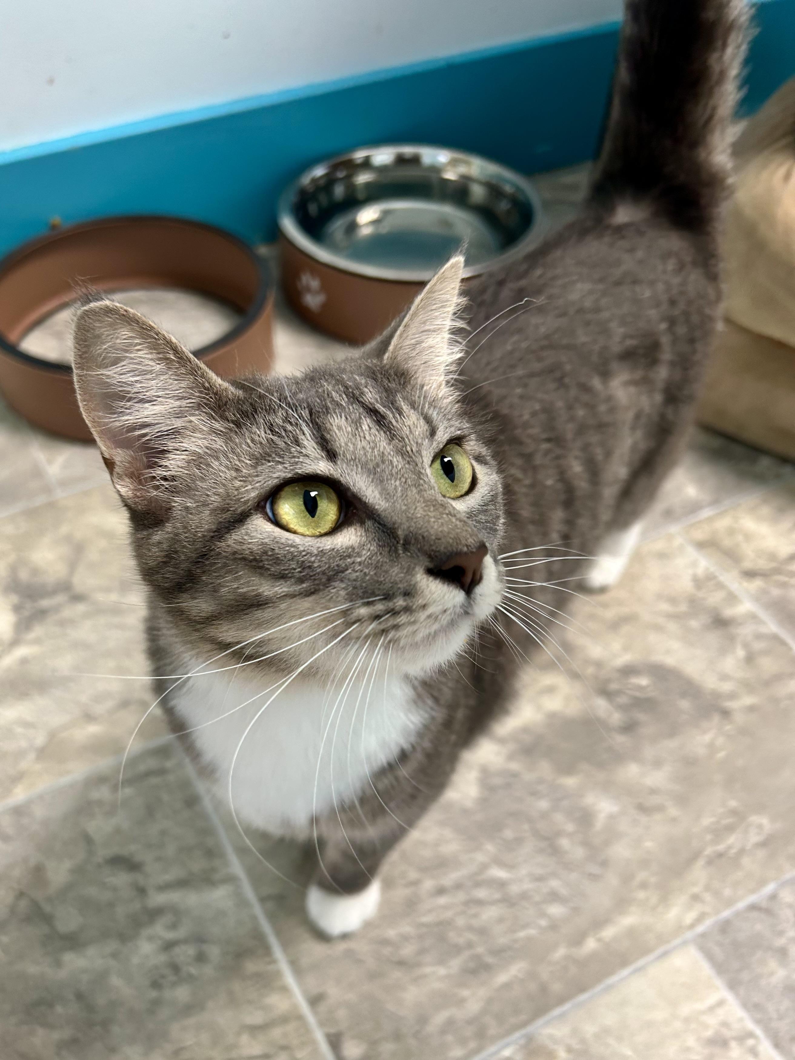 Jazzy - ADOPTION PENDING, an adopted Domestic Short Hair in Grand Rapids, MI image 6/6