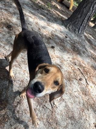 Enlarge Gunner, a ADOPTABLE Hound in Georgetown, SC image 3/3