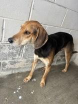 Gunner, a ADOPTABLE Hound in Georgetown, SC image 2/2