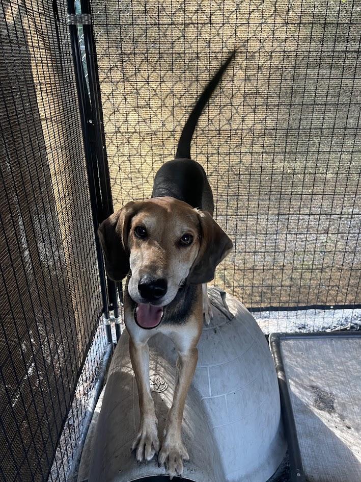 Enlarge Gunner, a ADOPTABLE Hound in Georgetown, SC image 2/3