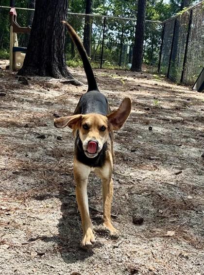 Gunner, ADOPTABLE, Young Male Hound.