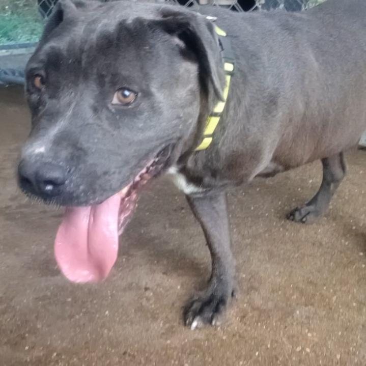 Enlarge Max, a Adoptable Pit Bull Terrier in Jena, LA image 1/1
