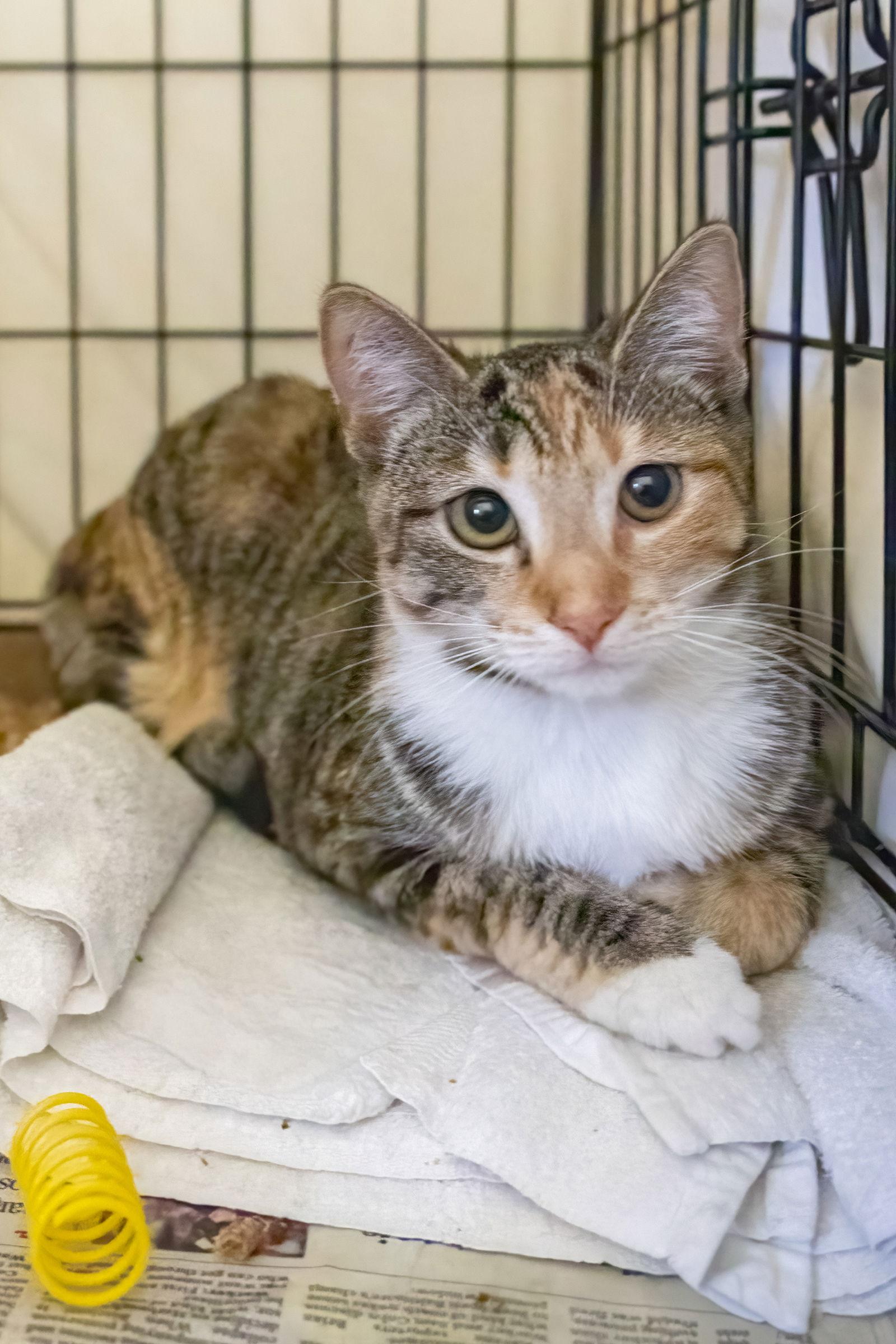 Enlarge Opal (FCID# 02/19/2026 - 68), a Adopted mixed breed in Greenville, DE image 2/3