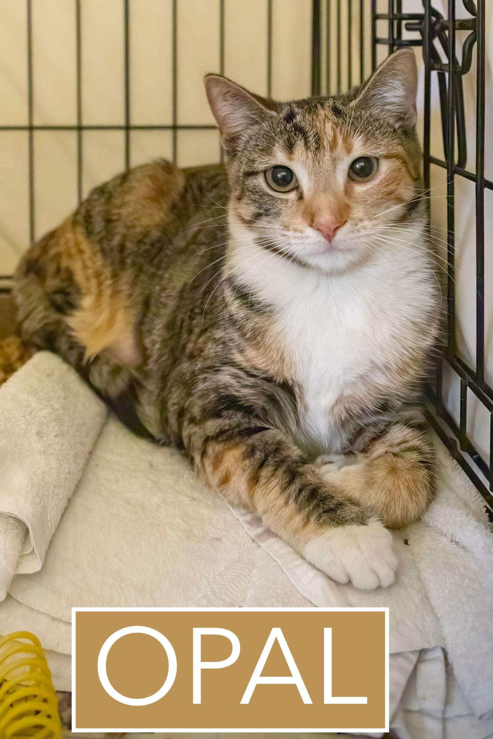 Enlarge Opal (FCID# 02/19/2026 - 68), a Adopted mixed breed in Greenville, DE image 3/3