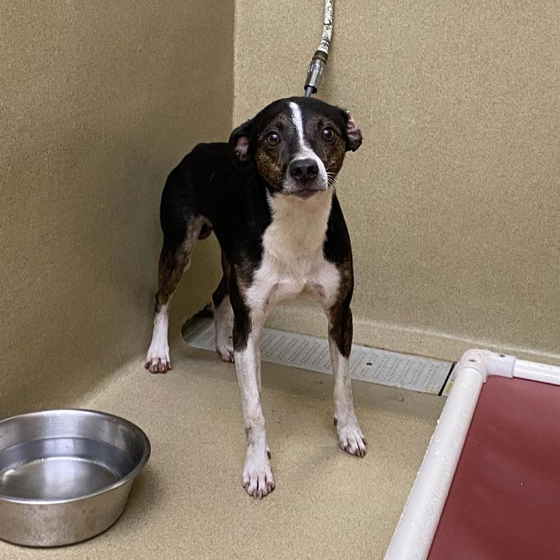 Dillian, ADOPTABLE, Adult Male Feist.