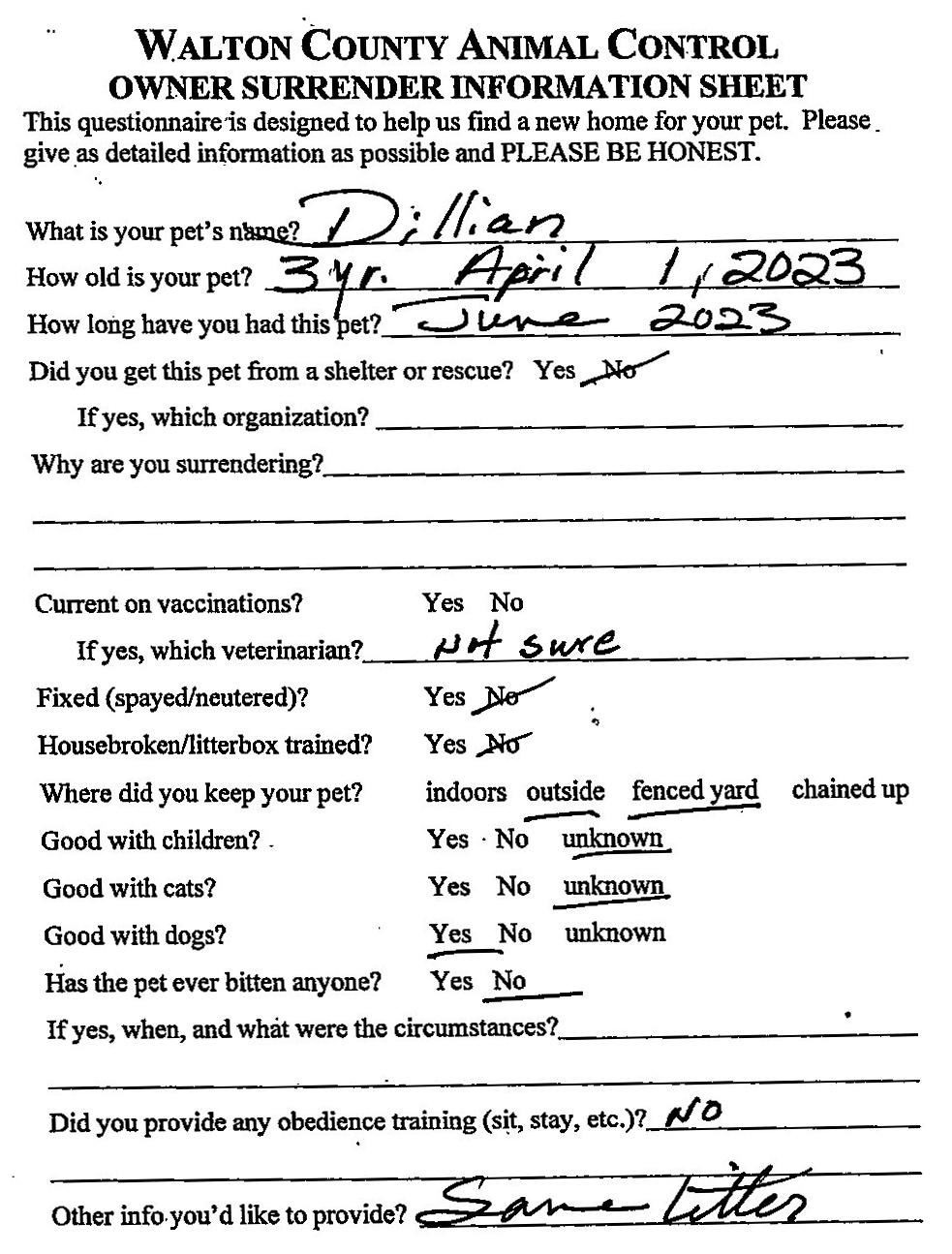 Dillian, a ADOPTABLE Feist in Monroe, GA image 2/3