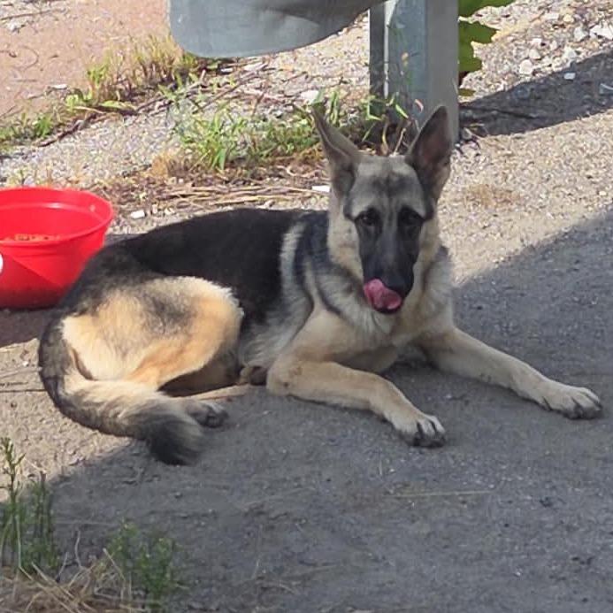 Skylar, Adoptable, Young Female German Shepherd Dog.