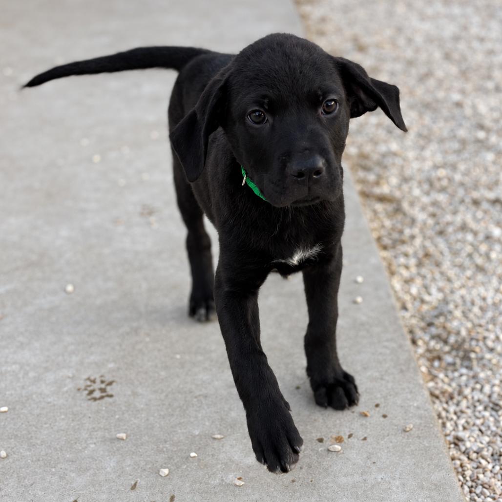 Evermore, Adoptable, Puppy Male English Setter & Mixed Breed.
