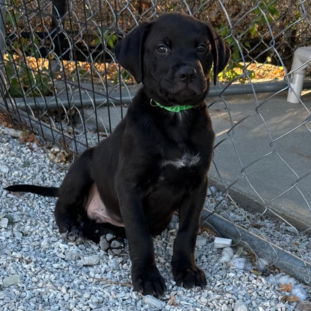 Enlarge Evermore, a Adoptable mixed breed in St. Peters, MO image 2/6