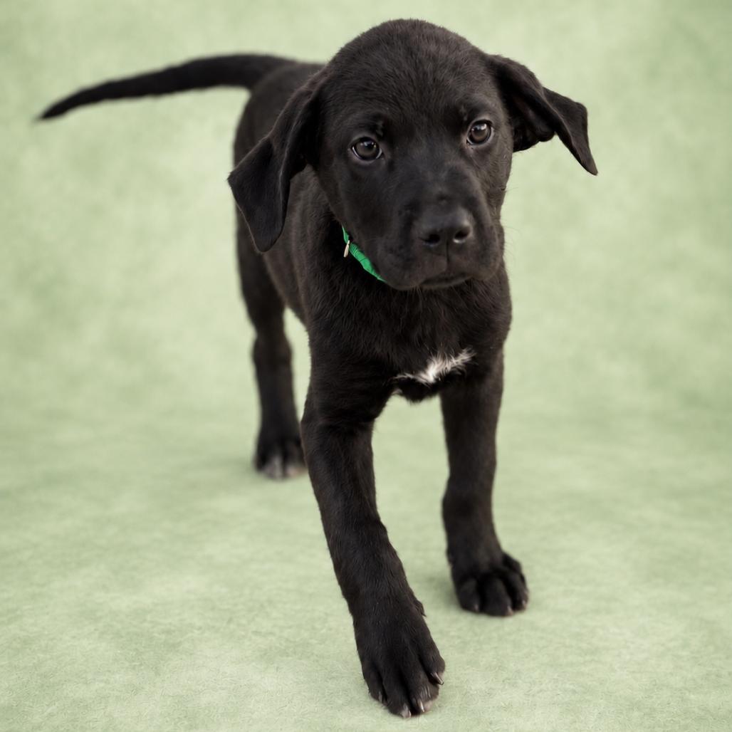Enlarge Evermore, a Adoptable mixed breed in St. Peters, MO image 3/6