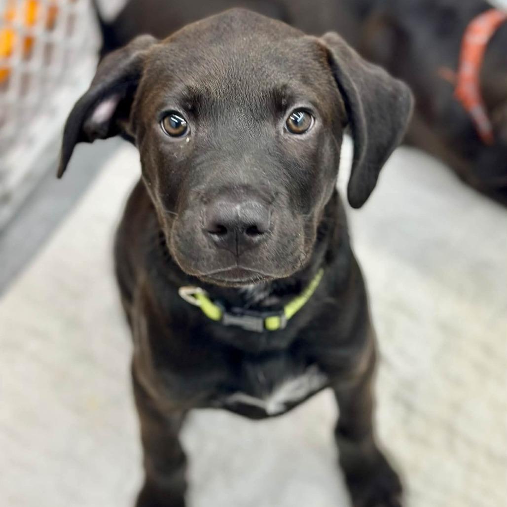 Enlarge Evermore, a Adoptable mixed breed in St. Peters, MO image 4/6