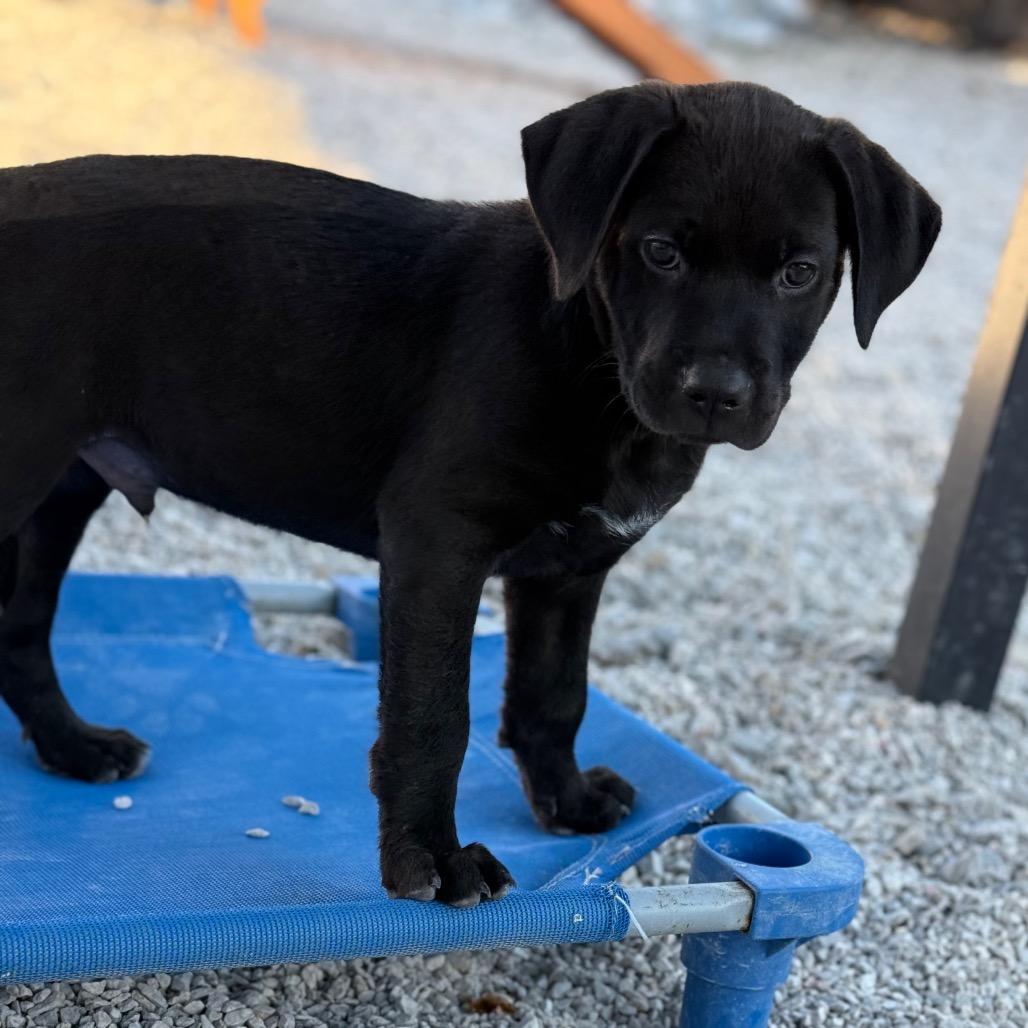 Enlarge Evermore, a Adoptable mixed breed in St. Peters, MO image 5/6