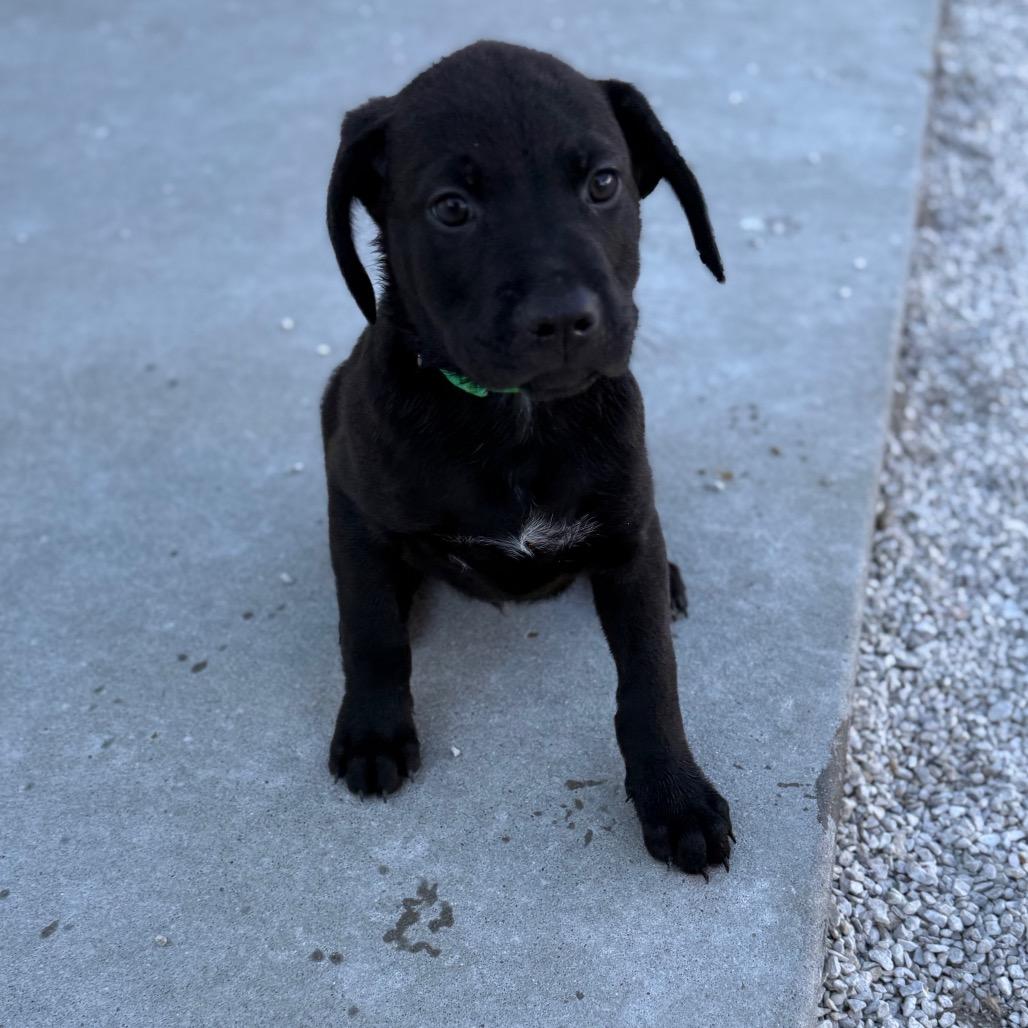 Enlarge Evermore, a Adoptable mixed breed in St. Peters, MO image 6/6