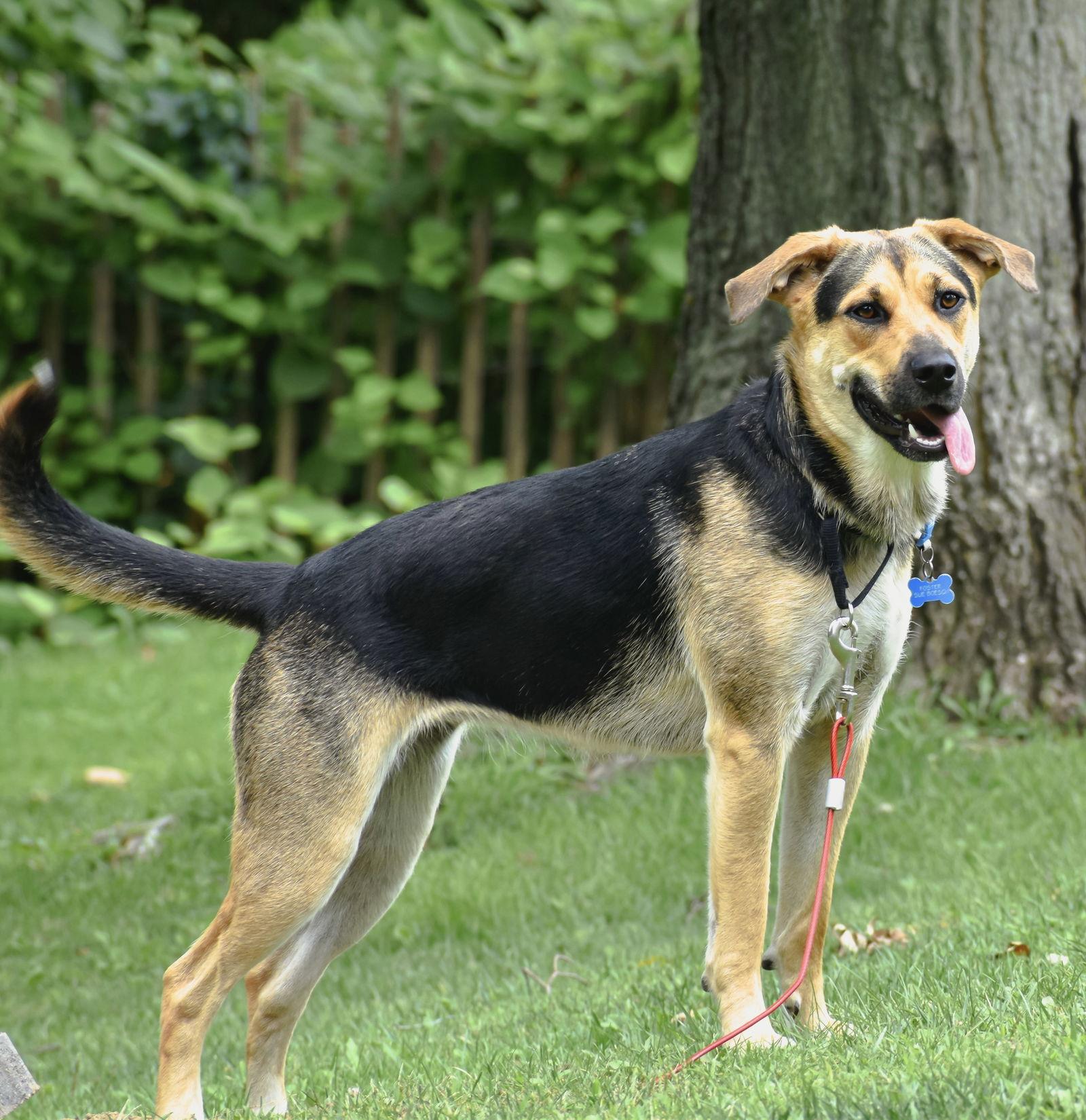 Dani California, Adoptable, Young Female Shepherd & Hound.