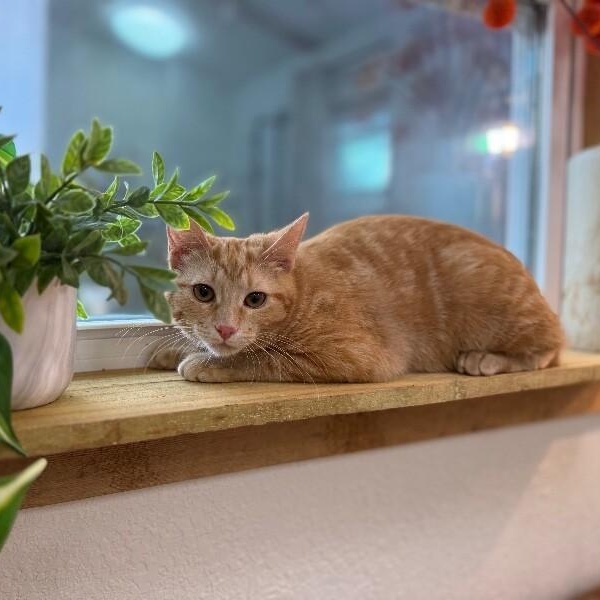 Kimmie Clementine — thumbnail 5