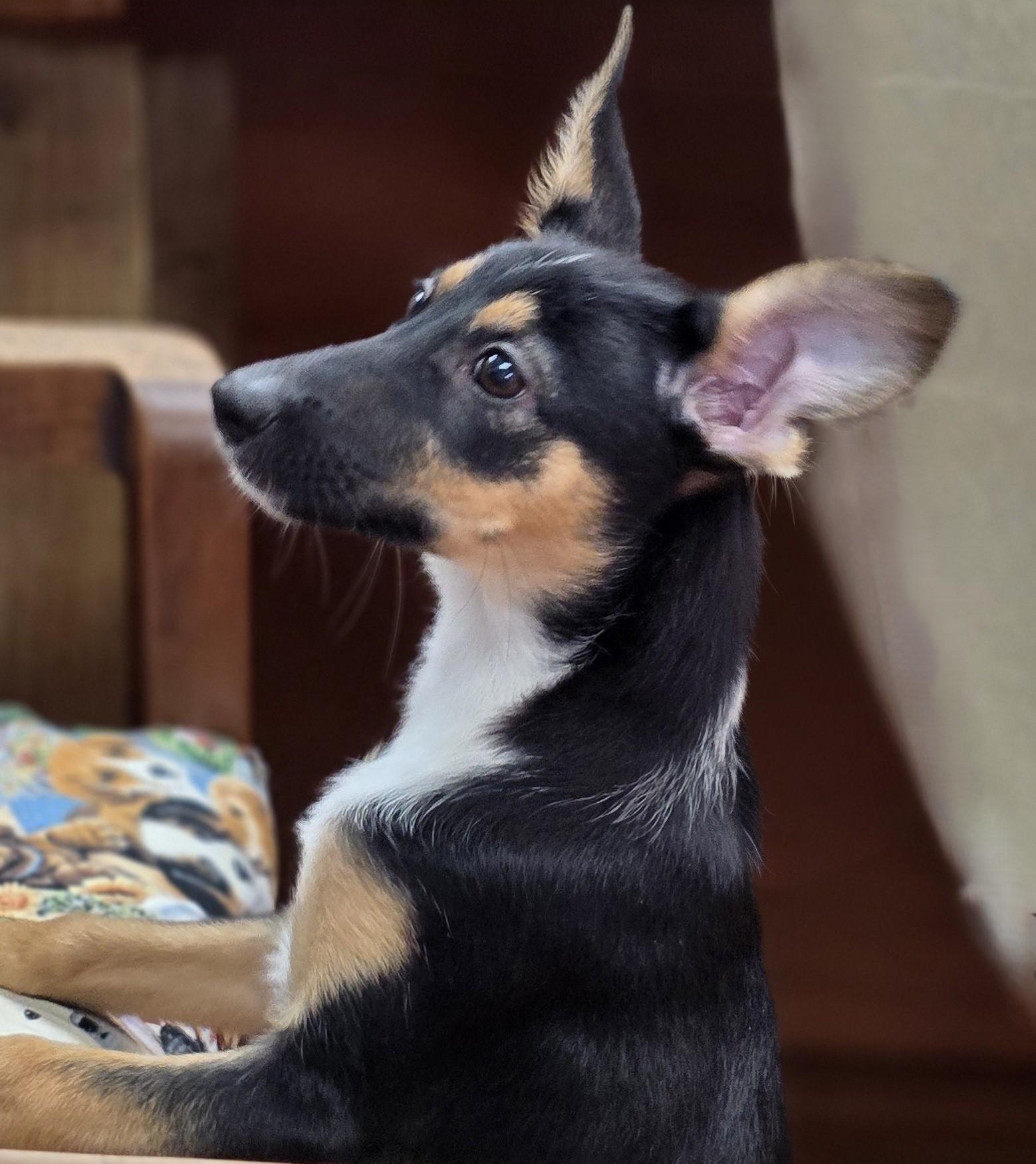 Enlarge Peaches, a Adopted mixed breed in Deer Park, TX image 1/2