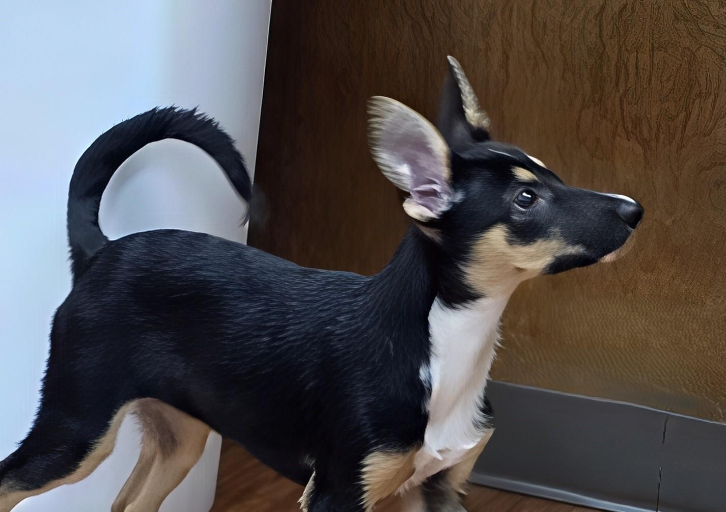 Enlarge Peaches, a Adopted mixed breed in Deer Park, TX image 2/2